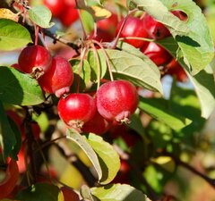 Яблоня "Сибирская" 