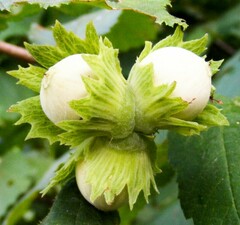 Орех Фундук "Северный" 