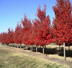 Клен красный 'Red Sunset'