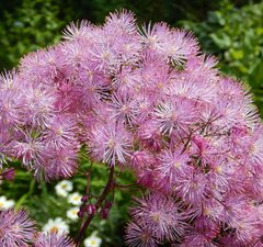 Василистник