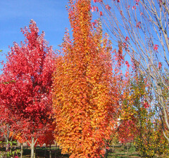 Клен красный 'Armstrong'