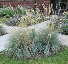 Овсец вечнозеленый