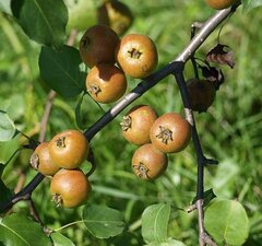 Груша плодовая дикая 