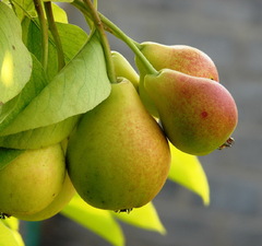 Груша плодовая