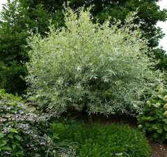 Ива белая шелковистая 