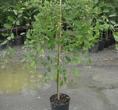 Ива козья 'Pendula'