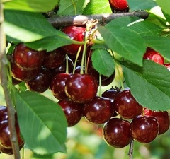 Вишня плодовая "Игрушка"