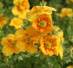 Лапчатка кустарниковая 'Mango Tango'