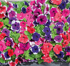 Петуния гибридная крупноцветковая смесь