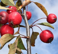 Яблоня "Элей"