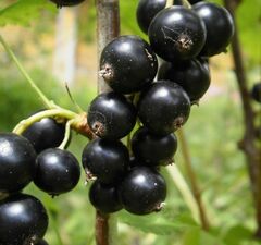 Смородина черная "Велой"