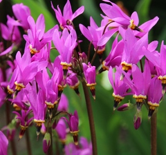 Додекатеон Джеффри 