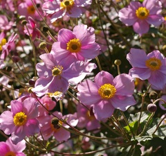 Анемона японская 'Pamina' розовая