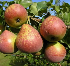 Груша "Бере Русская" 