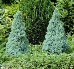 Ель канадская 'Sander's Blue'