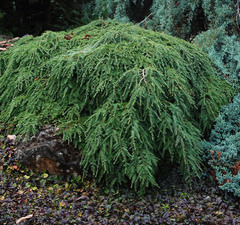 Тсуга канадская 'Prostrate' 