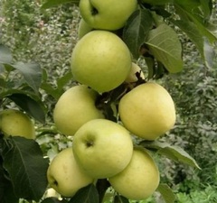 Яблоня колоновидная "Малюха" 