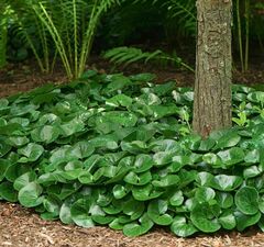 Копытень европейский