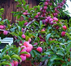 Слива мультидерево