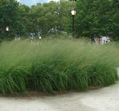 Молиния тростниковая 'Transparent'