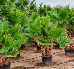 Пальма "Вашингтония"