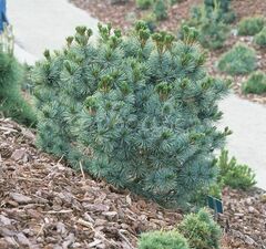 Кедровый стланик 'Glauca' 