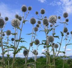 Мордовник шароголовый 'Echinops'