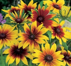 Рудбекия волосистая `Double Daisy`