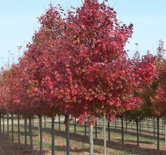 Клен остролистный 'Fairview'