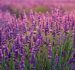 Лаванда колосоцветная