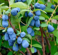 Жимолость съедобная "Старт"