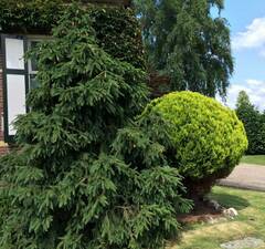 Ель обыкновенная 'Acrocona' 