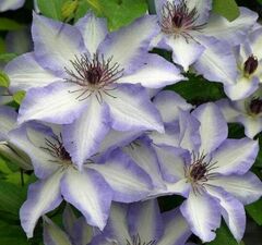 Клематис крупноцветковый 'Ivan Olsson'