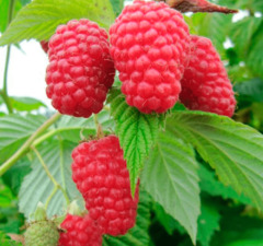 Малина "Гусар"