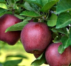 Яблоня "Джеромини"