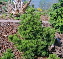 Сосна белокорая 'Compact Gem'