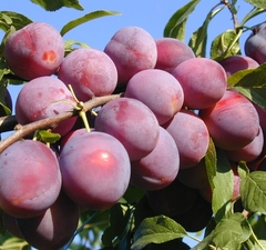 Слива "Путешественница"