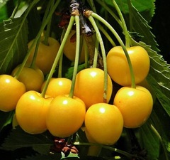 Черешня "Чермашная"