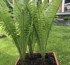 Папоротник