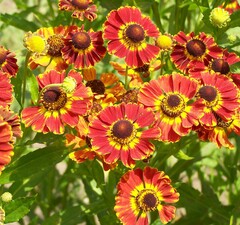 Гелениум гибридный