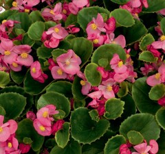 Бегония изящная 'Ambassador Rose'