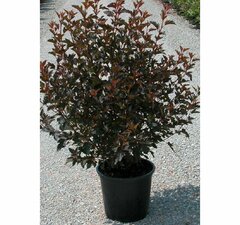 Пузыреплодник калинолистный 'Summer Wine'