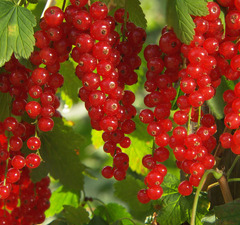 Смородина красная "Памятная"