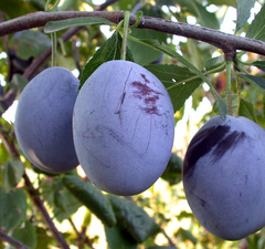 Слива "Ненька-Стенлей-Утро"