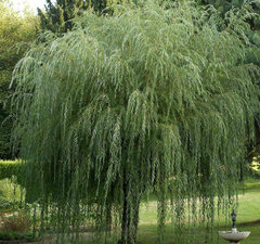 Ива "Уникальная" 