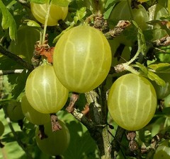 Крыжовник 'Hinnonmaen-keltajnen'