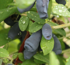 Жимолость съедобная "Фиалка"