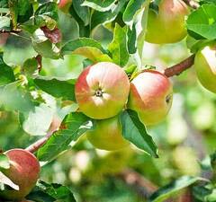 Яблоня карликовая "Кроха" 