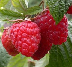 Малина ремонтантная "Элегантная"