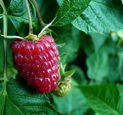 Малина ремонтантная "Бриллиантовая"